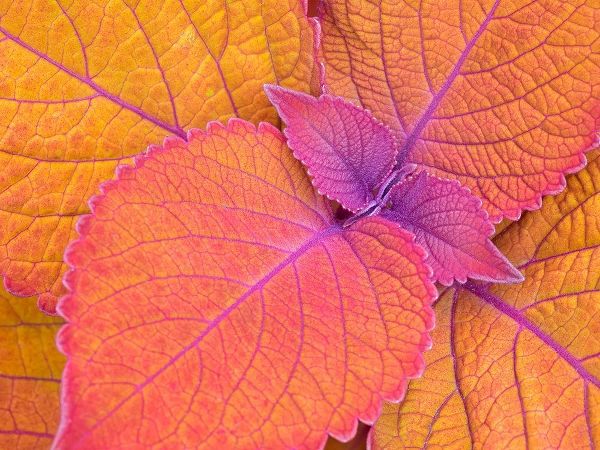 WA-Redmond-Coleus Plant-Leaf Design